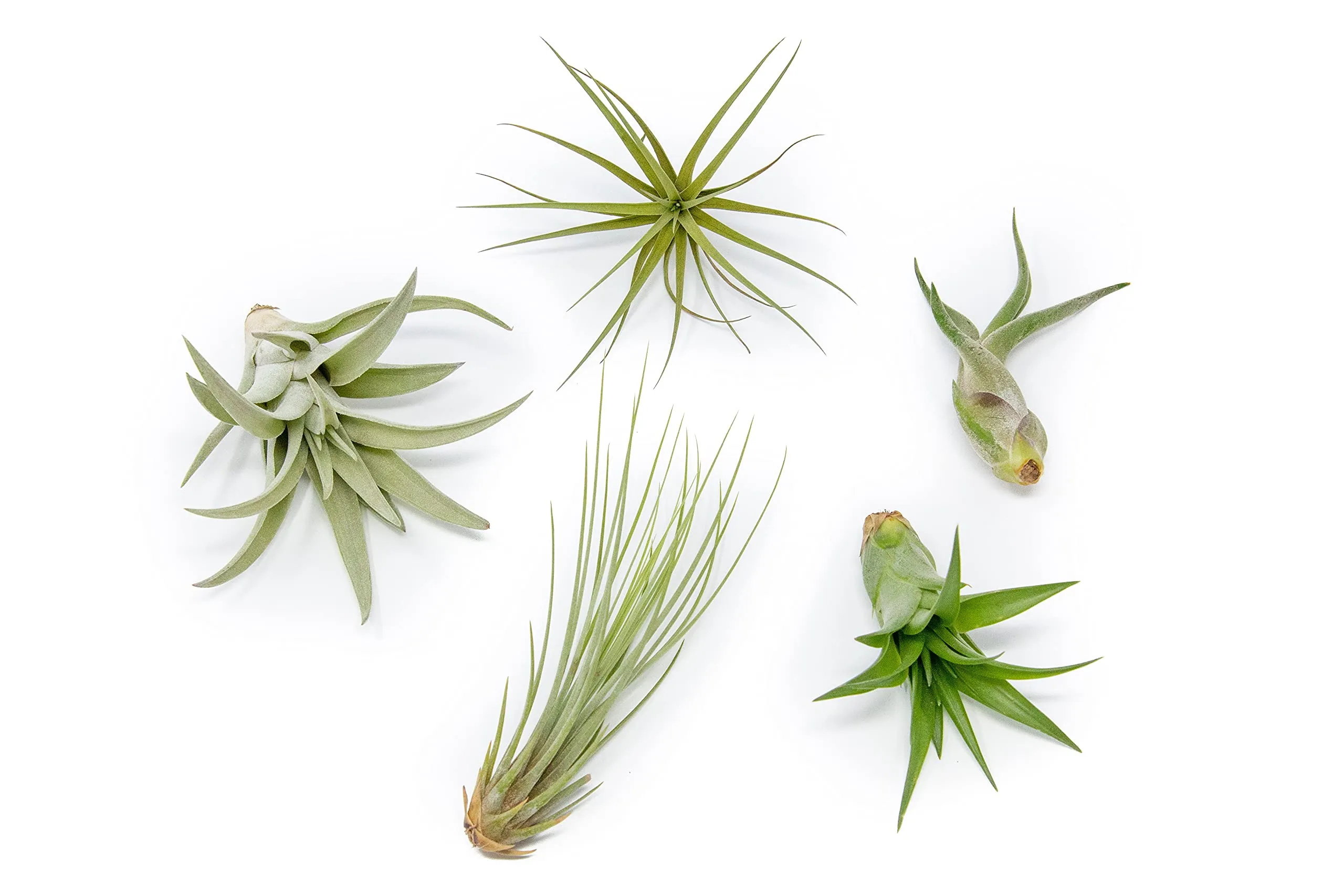 AIR PLANT