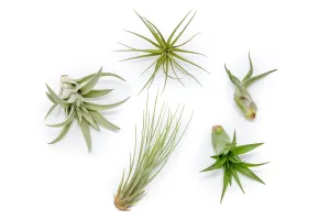AIR PLANT