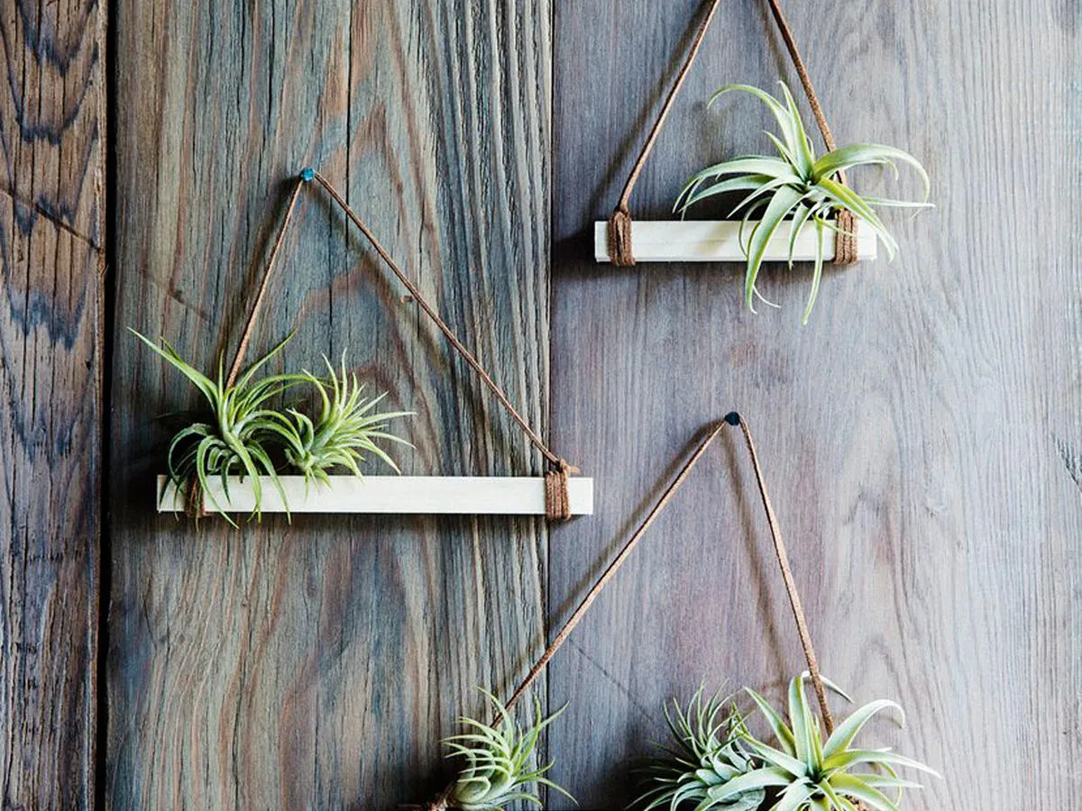 AIR PLANT