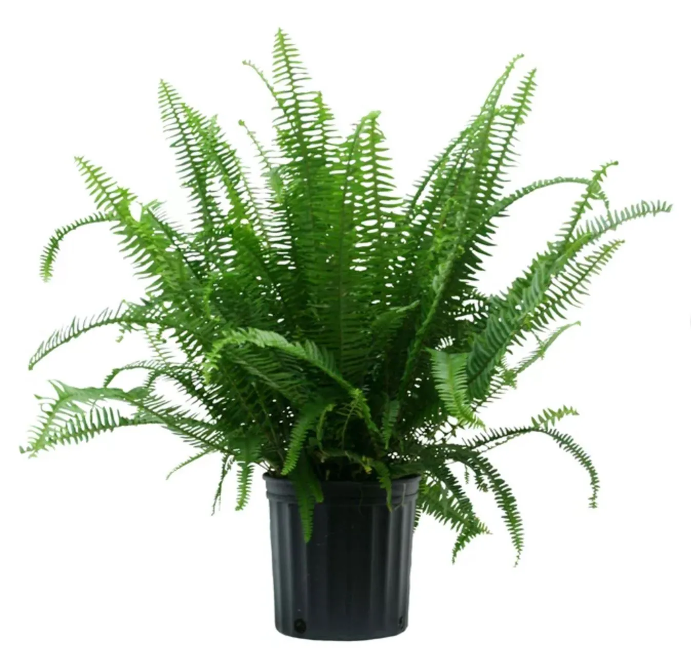FERN-KIMBERLY QUEEN