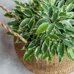 FICUS-BUSH-VARIEGATED