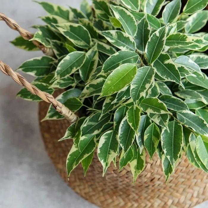 FICUS-BUSH-VARIEGATED