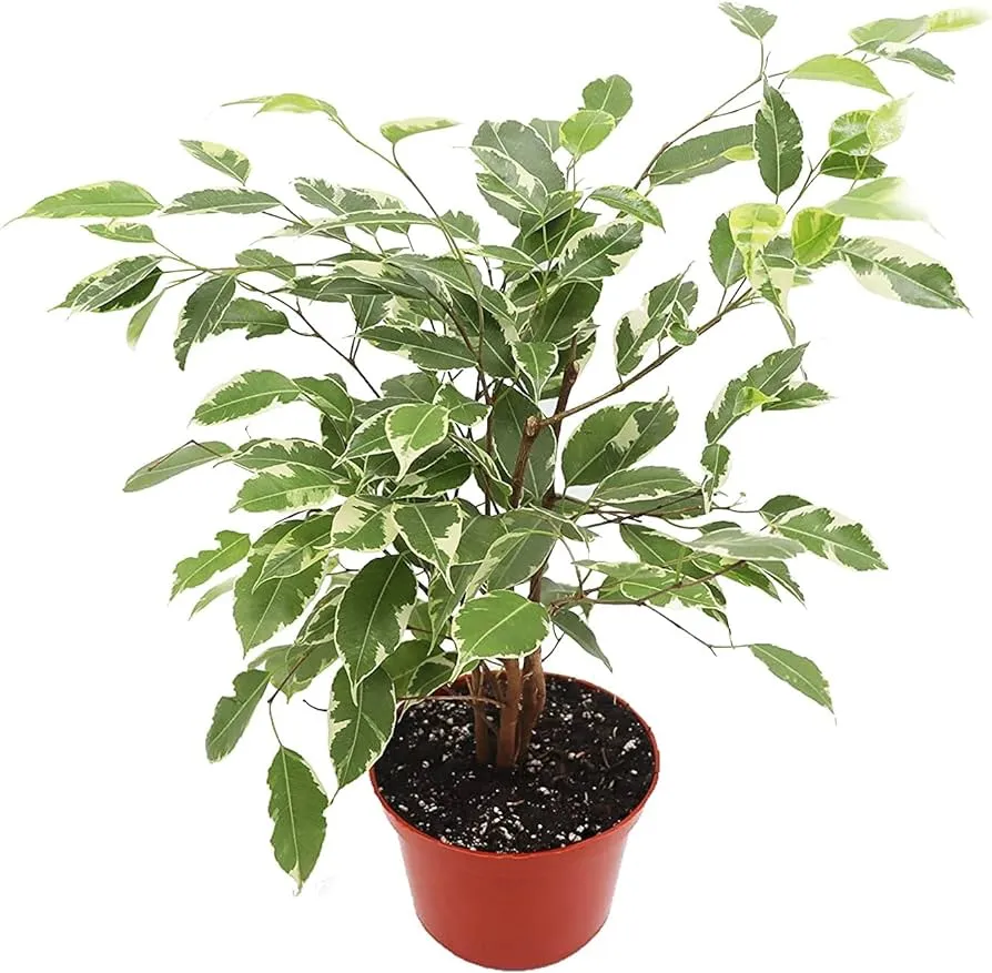 FICUS-BUSH-VARIEGATED