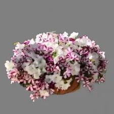 HANGING FLOWER BASKET