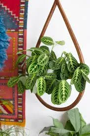 PRAYER PLANT