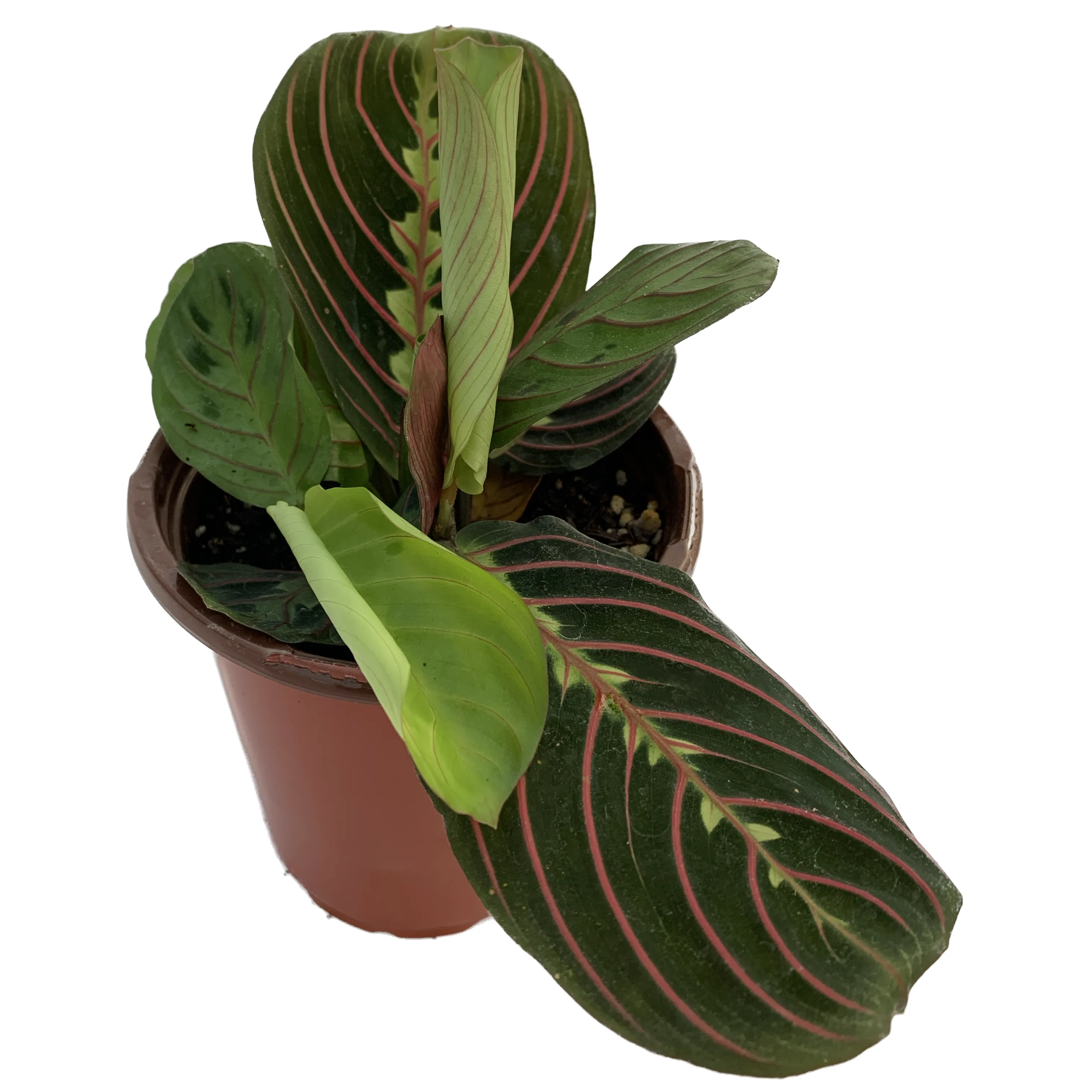 PRAYER PLANT