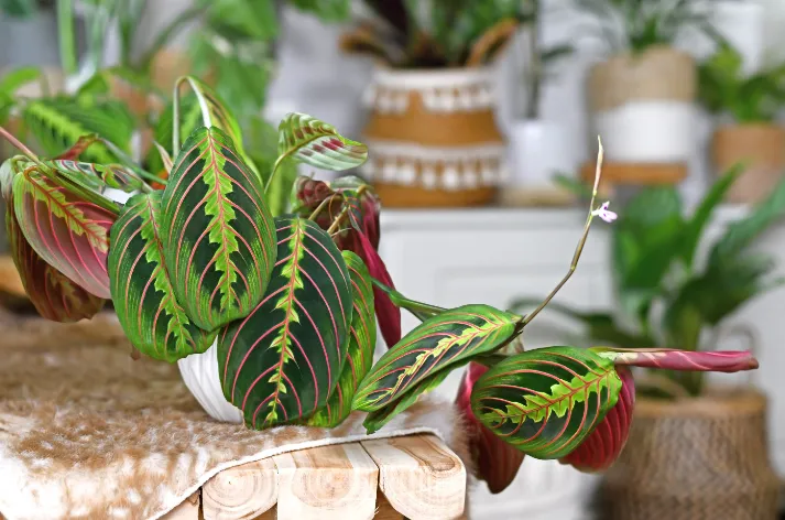 PRAYER PLANT
