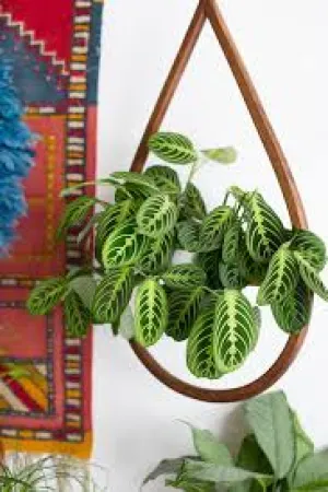 PRAYER PLANT