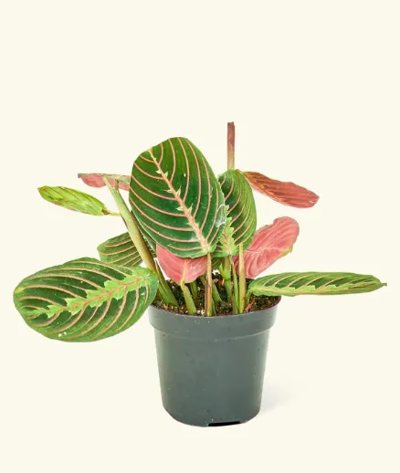 PRAYER PLANT