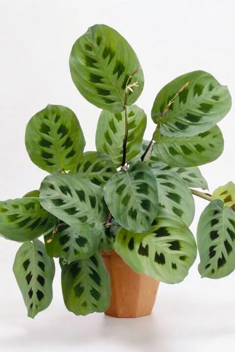 PRAYER PLANT