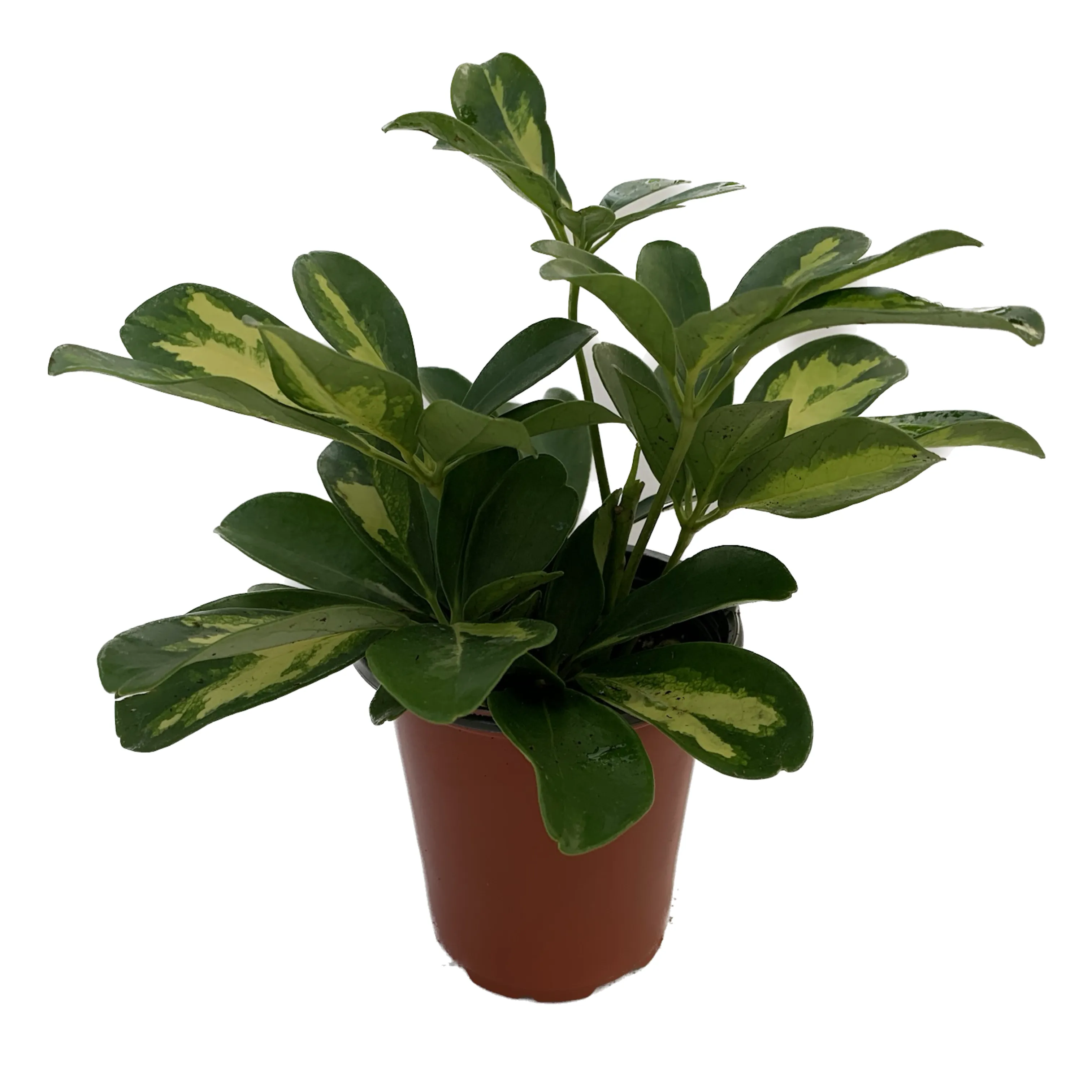 SCHEF-ARBORICOLA-GOLD CAPELLA