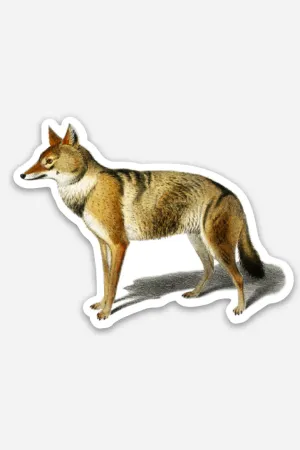 Skeptical Jackal  - Gap Filler Sticker