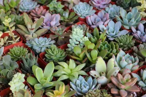 SUCCULENTS ASSORTED