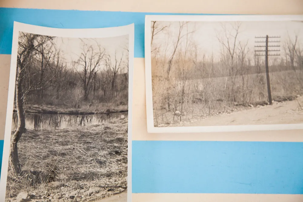 Vintage Tree Photographs
